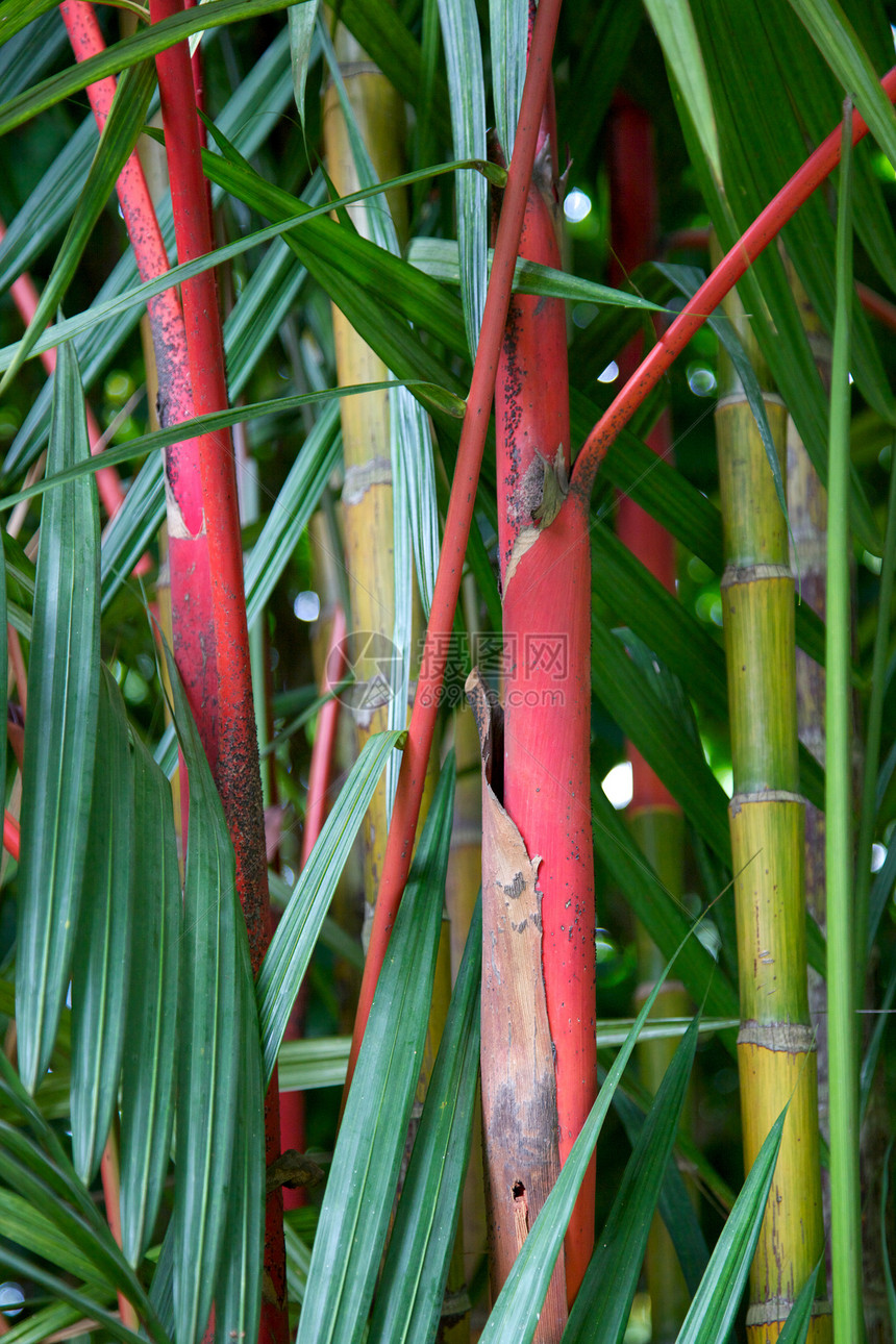 竹布摘要植物学花园区系树干植物热带自然竹子图片