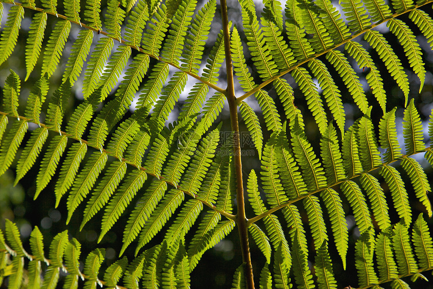 叶蕨类植物学热带叶子区系池塘绿色花园植物图片