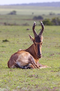斯特角南非狷羚高清图片