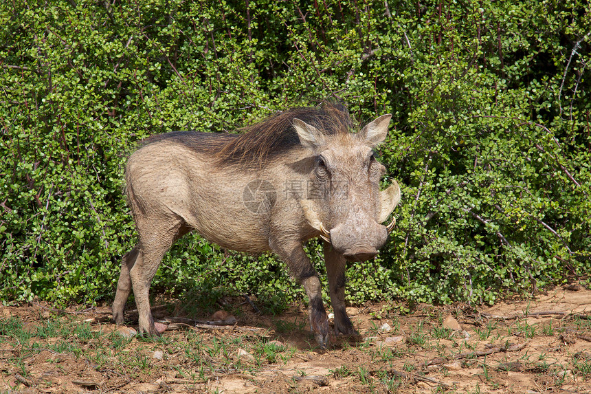 肖像组织游戏旅行野生动物荒野哺乳动物疣猪图片