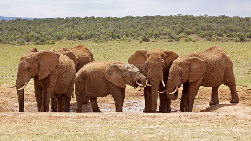 非洲大象象牙耳朵獠牙团体野生动物动物活动旅行后代游戏图片