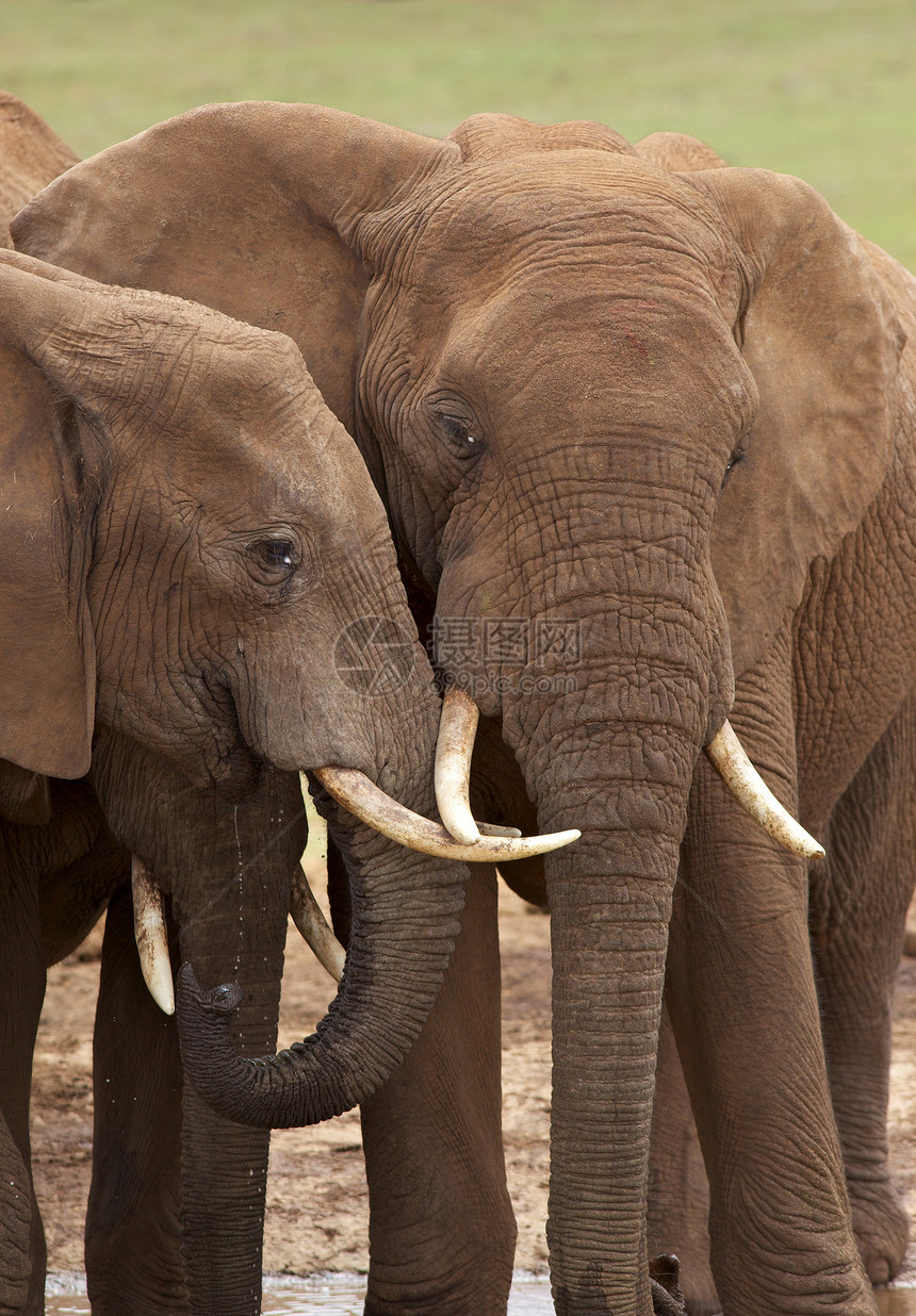 非洲大象象牙旅行近距离树干游戏假期团体环境獠牙公园图片
