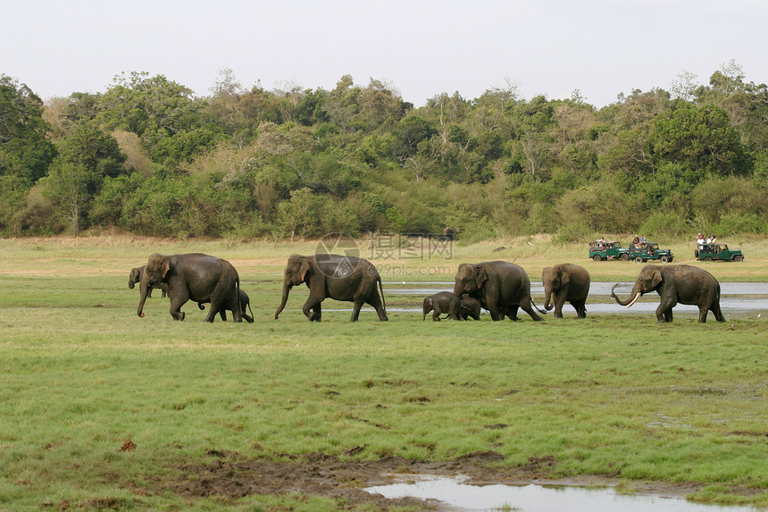 斯里兰卡大象哺乳动物濒危树干婴儿团体动物獠牙环境食草荒野图片