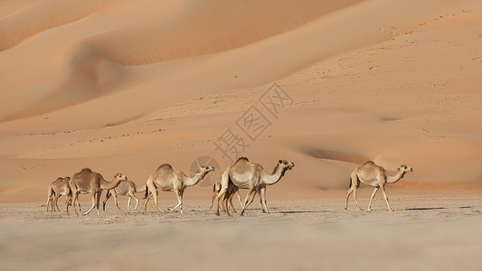 空的四角胶卷场景寂寞孤独干旱沙丘沙漠空季旅行骆驼背景图片