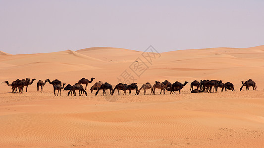 空的四角胶卷风景场景干旱旅行沙丘寂寞孤独空季骆驼沙漠背景图片