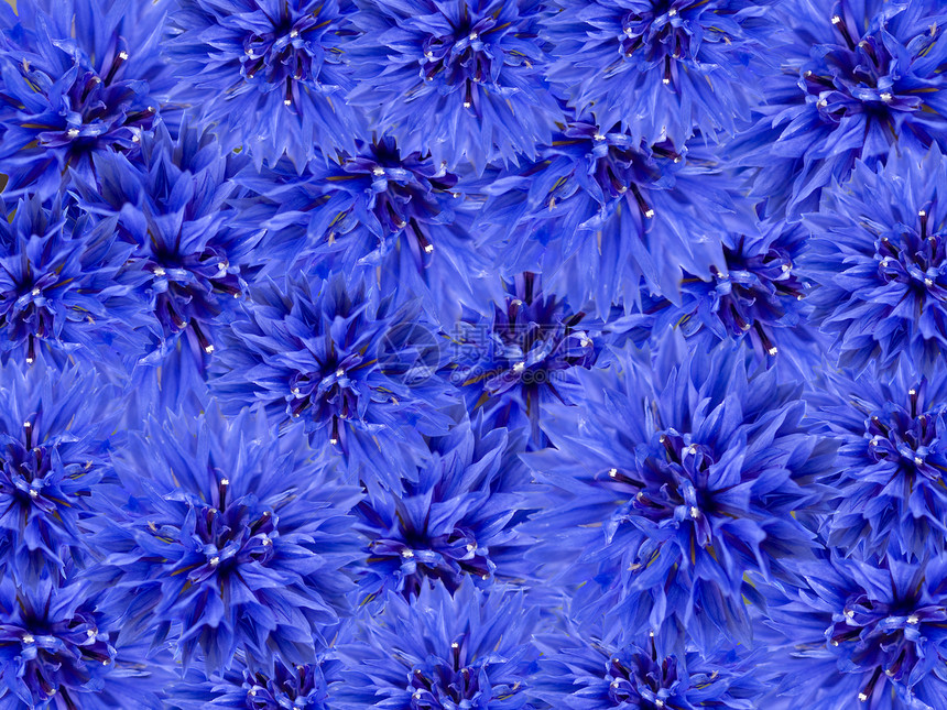 蓝色春天的花朵花卉背景图片