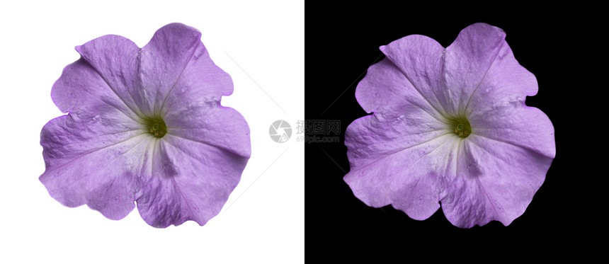 在黑白的淡紫色紫色花紫罗兰矮牵牛图片