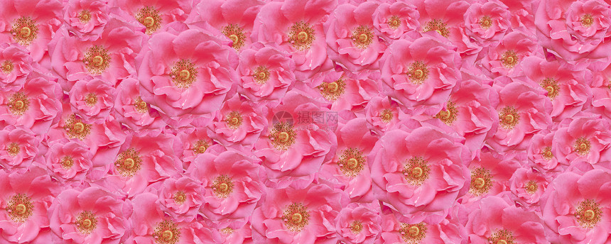 粉红色玫瑰纹理壁纸花板背景图片