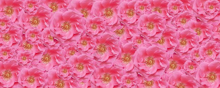 粉红色玫瑰纹理壁纸花板背景背景图片