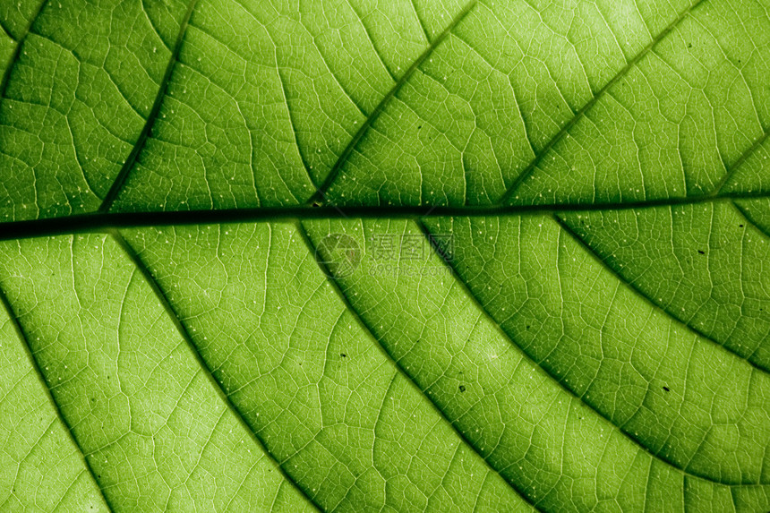 叶子脊柱植物群静脉细胞生活戏剧性植物植物学生态生长图片