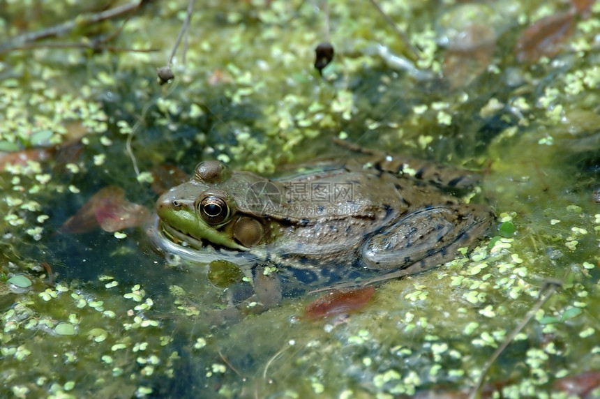 豹式青蛙野生动物两栖动物林蛙动物群池塘图片