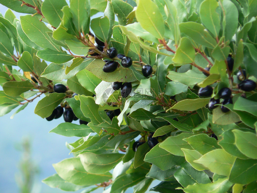 莱奈尔湾植物群叶子黑色浆果植被香料植物学树叶图片