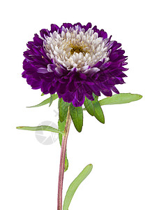 孤立的紫白色 aster叶子花瓣植物紫色植物学宏观花粉背景图片