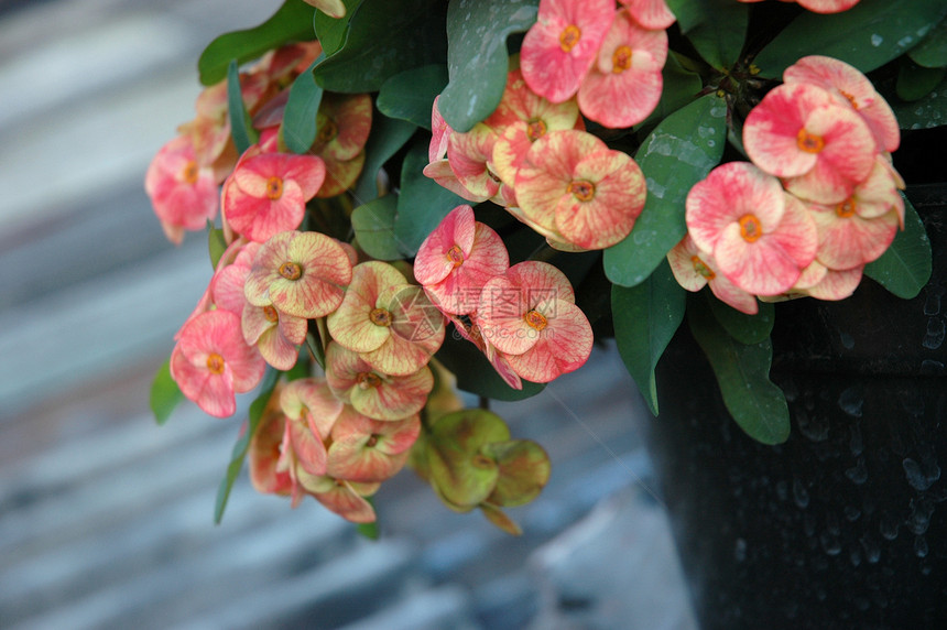 欢快热带叶子花园植物宏观植物学图片