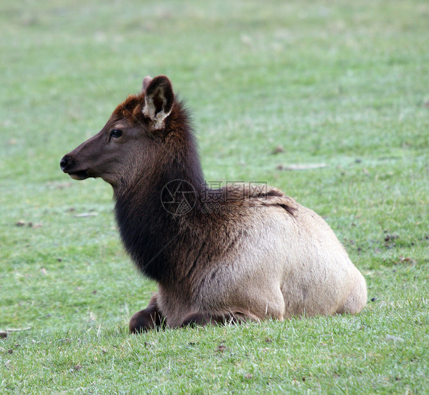 照片来自西澳大利亚西北Trek野生动物公园场地动物园游戏公园叶子树木动物森林麋鹿睡眠图片