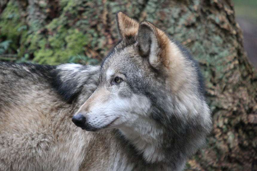 照片来自西澳大利亚西北Trek野生动物公园野生动物树木土狼树叶动物园日志森林灰狼动物公园图片