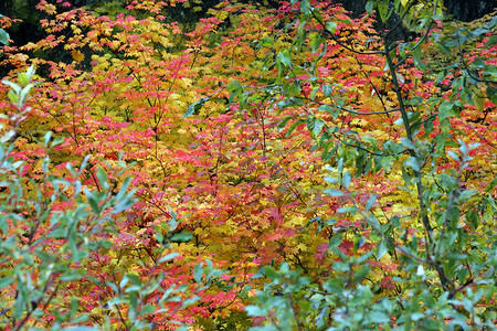 俄勒冈州的瀑布颜色 照片来自国家森林 OR叶子红色树叶橙子黄色树木背景图片