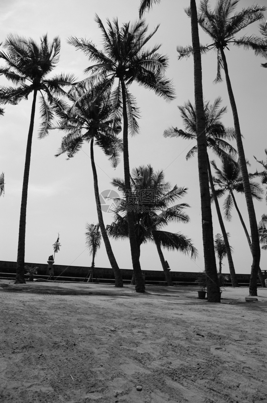 椰椰子树植物晴天娱乐热带椰子棕榈季节叶子天空图片