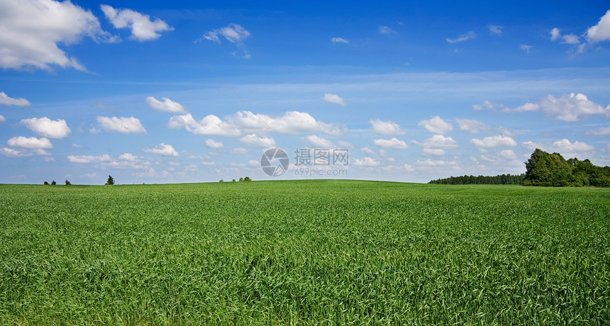 夏季风景孤独蓝色天空场地农业自由环境小麦季节美化图片