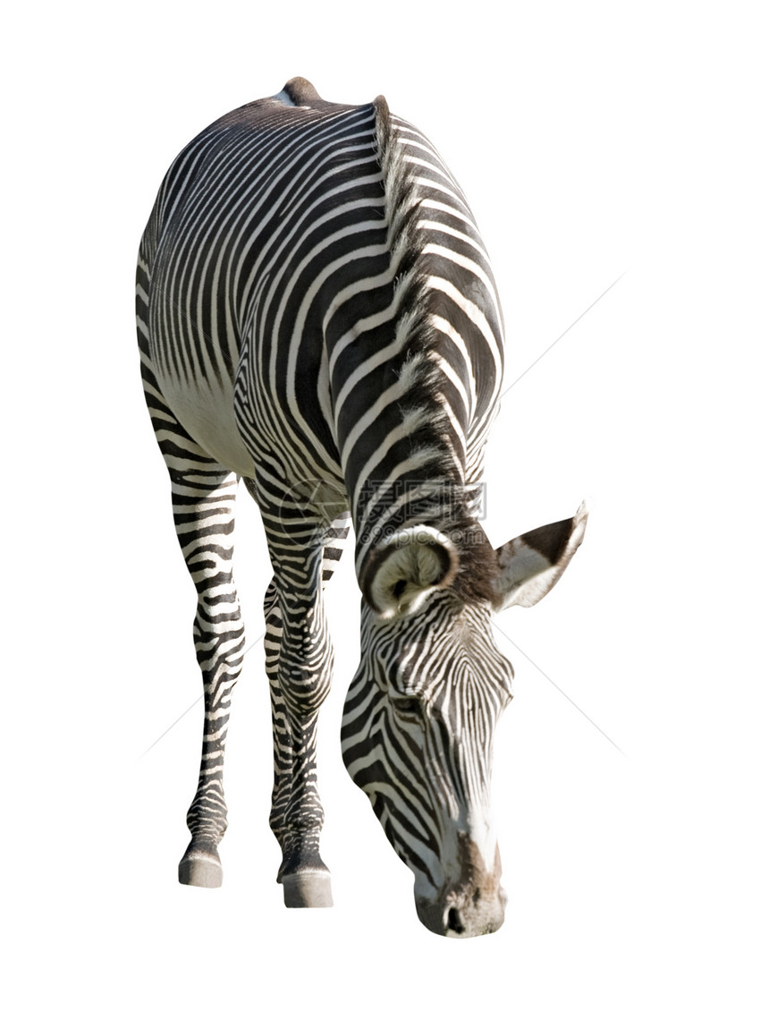 斑马剥离大草原白色灰色黑色动物条纹哺乳动物双色食草图片