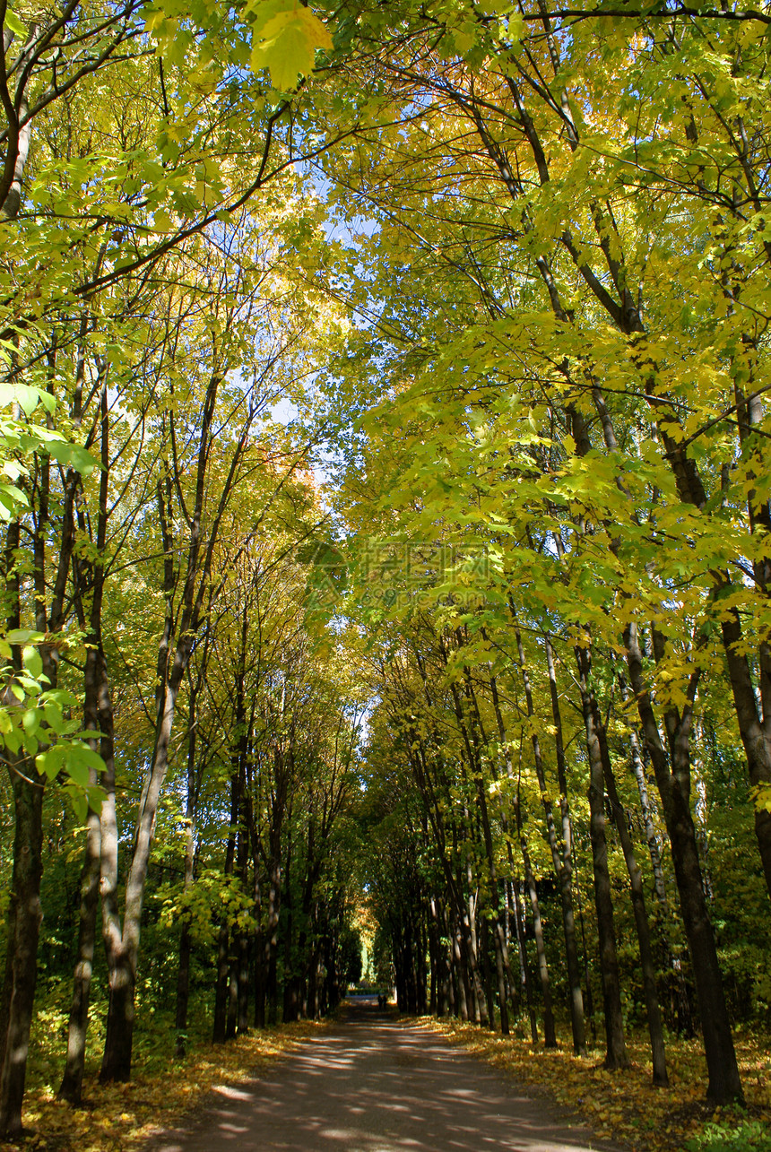 秋季公园大道车道胡同金子远足树木太阳大街红色橙子森林图片