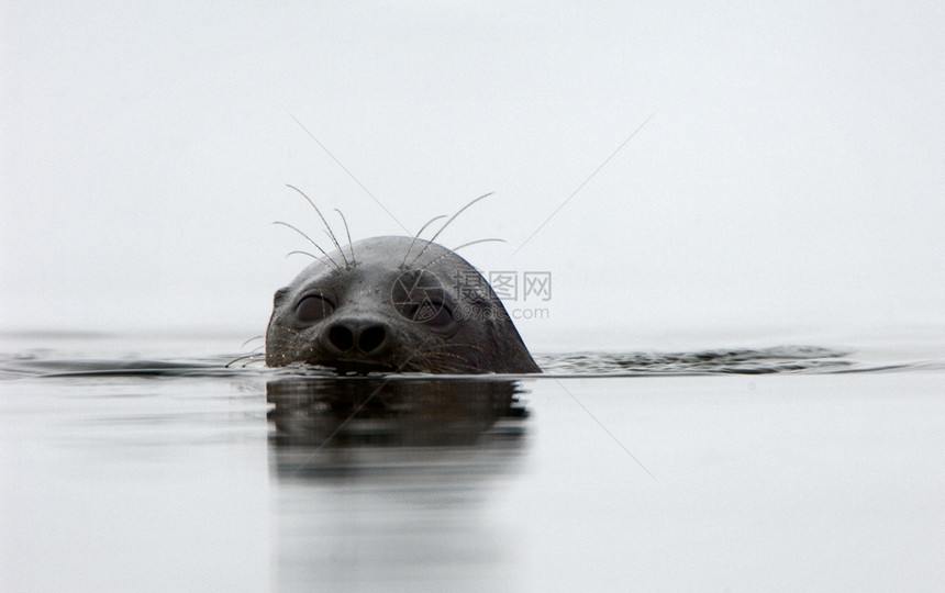 拉多加海豹号毛皮荒野哺乳动物季节娱乐眼睛海洋野生动物环境濒危图片