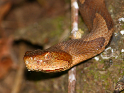铜头蛇毒蛇生物惊吓警报公园瞳孔致命毒液警告扭蛋背景图片