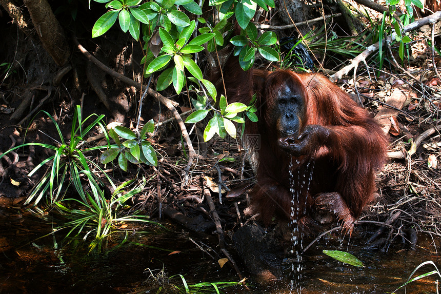 红毛猩猩喝水图片