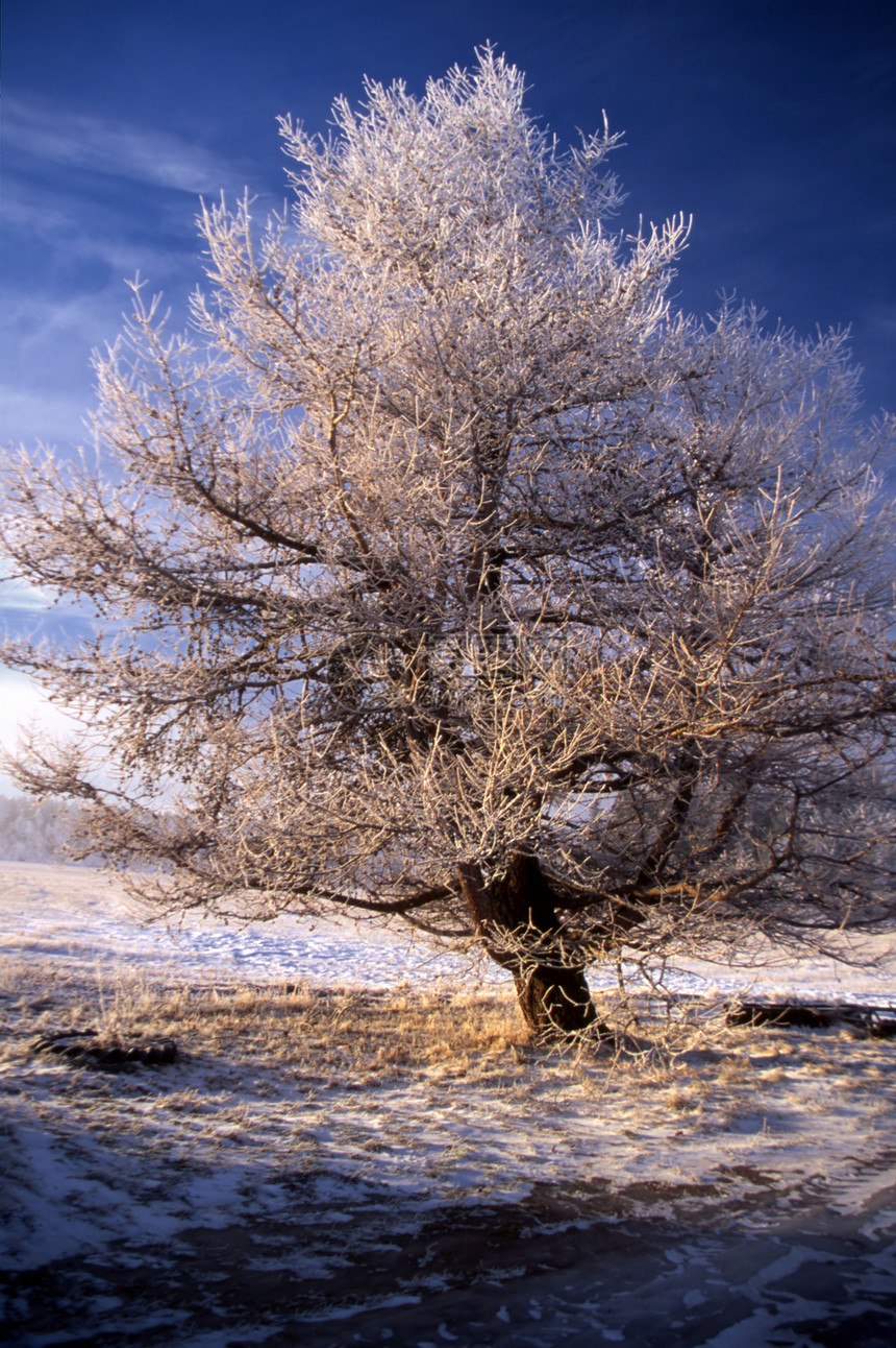 阳光下大片冰冻树的冬季风景图片
