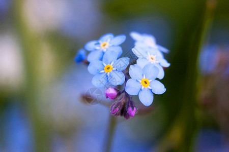 永生不忘忘记我 不忘花朵植物群叶子野花园艺肌炎花园草地蓝色场地花瓣背景