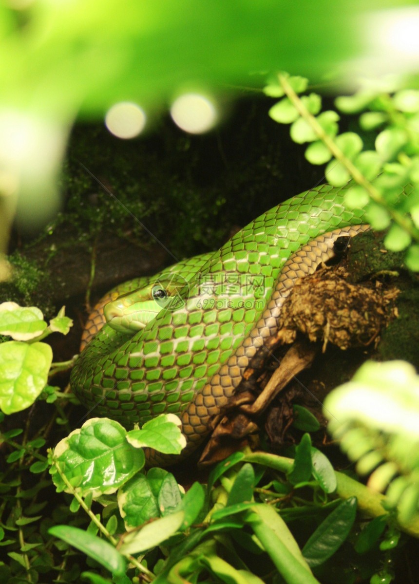 绿蛇动物园动物图片