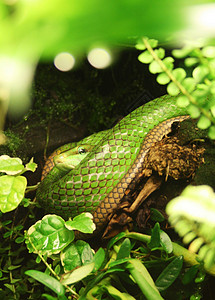 绿蛇动物园动物背景图片