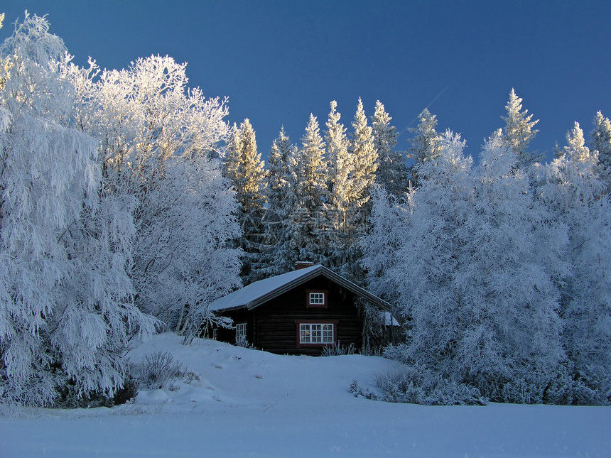 冬季风景晴天蓝色阴影季节漂移阳光太阳天空木头松树图片