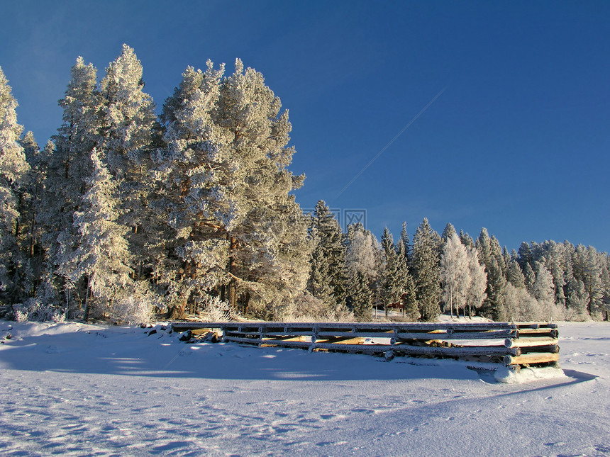 冬季风景太阳蓝色漂移天空晴天松树滑雪季节阳光木头图片