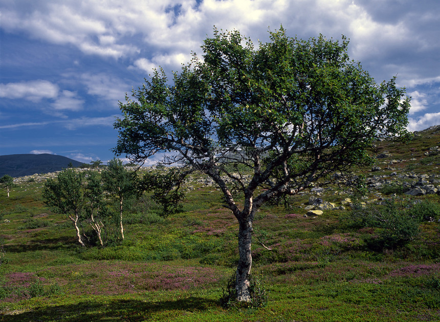山区地貌地平线风景叶子场地天空孤独环境植物群自由生态图片