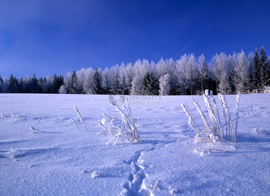 美丽的冬季风景荒野蓝色太阳墙纸森林天空场景国家气候晴天图片