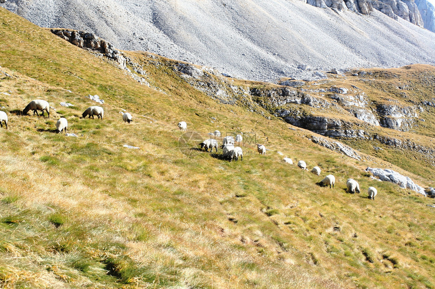 牧羊放牧牧场石头野生动物天空巅峰岩石蓝色顶峰图片