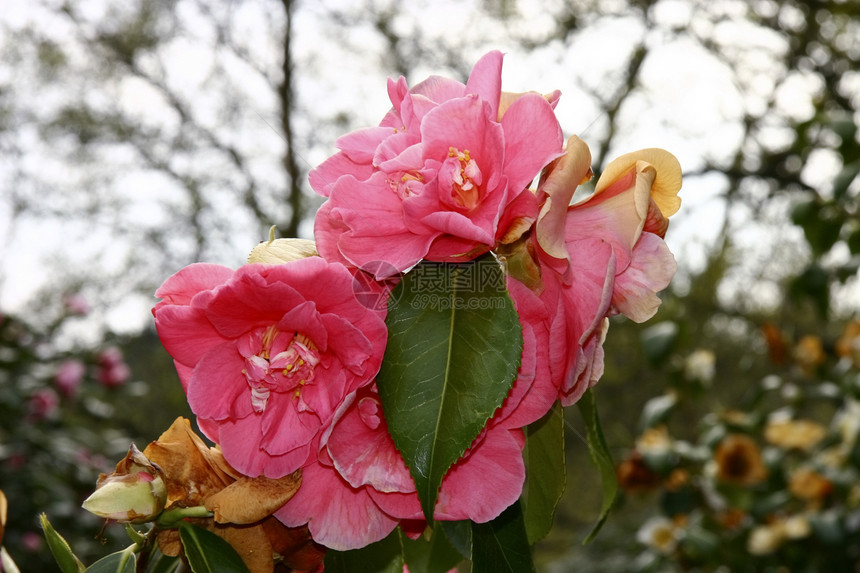 菊花自然植物花瓣植物群植物学玫瑰园艺灌木香味花园图片