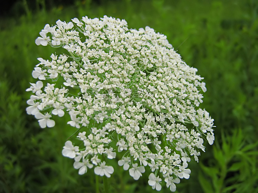 白花绿色国家园艺野花花园植物学乡村植物植物群季节图片