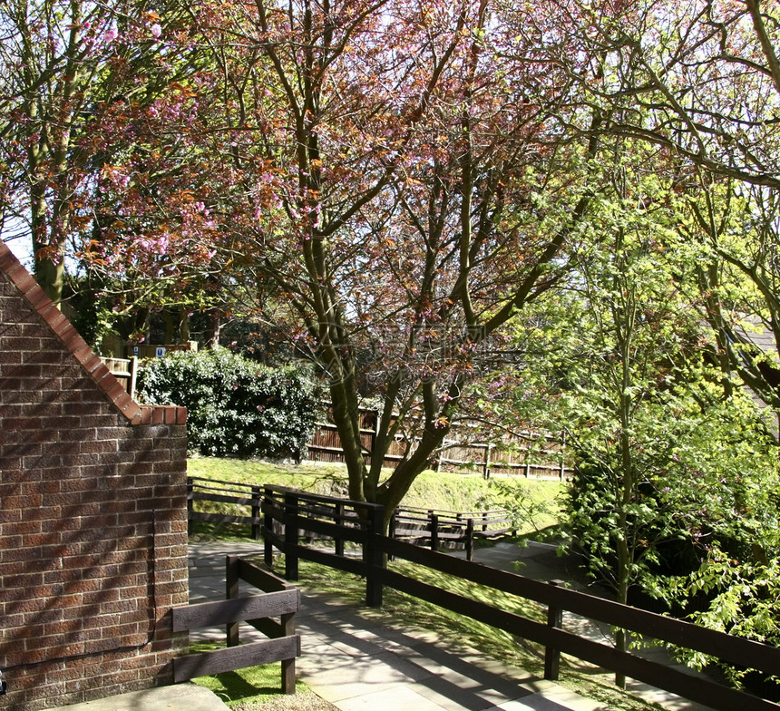 树苗的开花晴天季节生长植物学叶子粉色分支机构季节性花园公园图片