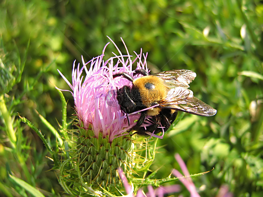 紫色花朵上的蜜蜂植物薰衣草蜂蜜植物学季节花瓣科学花蜜昆虫野生动物图片