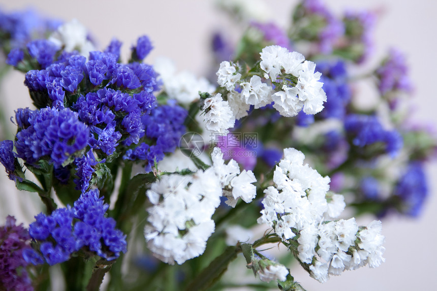 白色紫色花束花蓝色永生花礼物白花鲜花色彩花朵图片