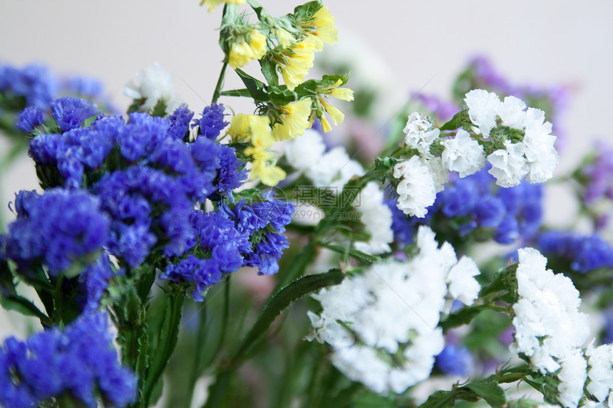 白花 紫花和黄花图片