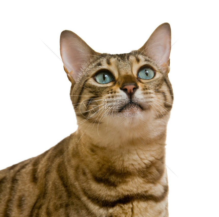 孟加拉猫目光凝视着恳求的眼神哺乳动物猫科动物虎斑猫咪罢工宠物戏剧性尾巴橙子条纹图片