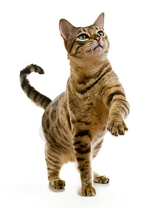 孟加拉猫爪在空中条纹划痕小猫挑战性罢工宠物虎斑猫咪侧光爪子背景图片