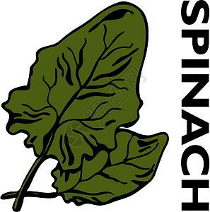 菠菜叶菠菜绿色涂鸦树叶插图夹子草图艺术黑色食物蔬菜设计图片