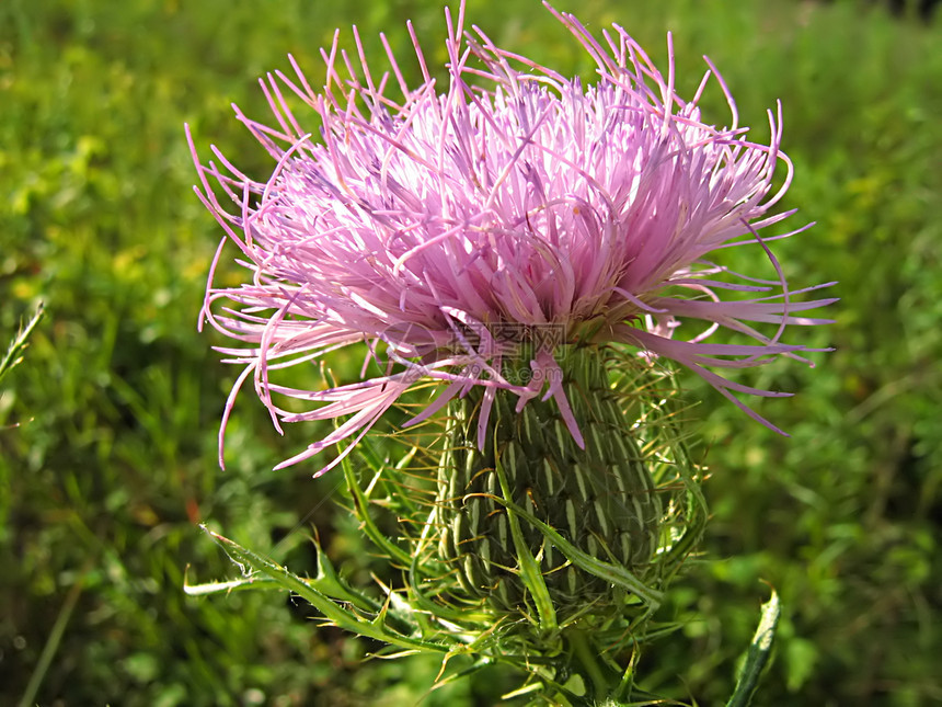 淡紫花季节农村紫色植物群乡村园艺植物学花瓣花粉绿色图片