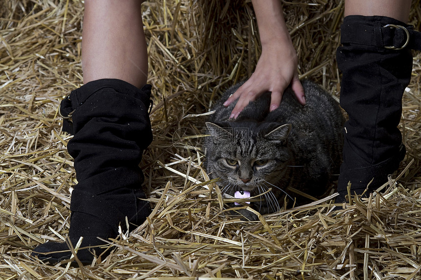 BAR 猫建筑女性黄色女士女孩拥抱宠物乡村猫科动物靴子图片