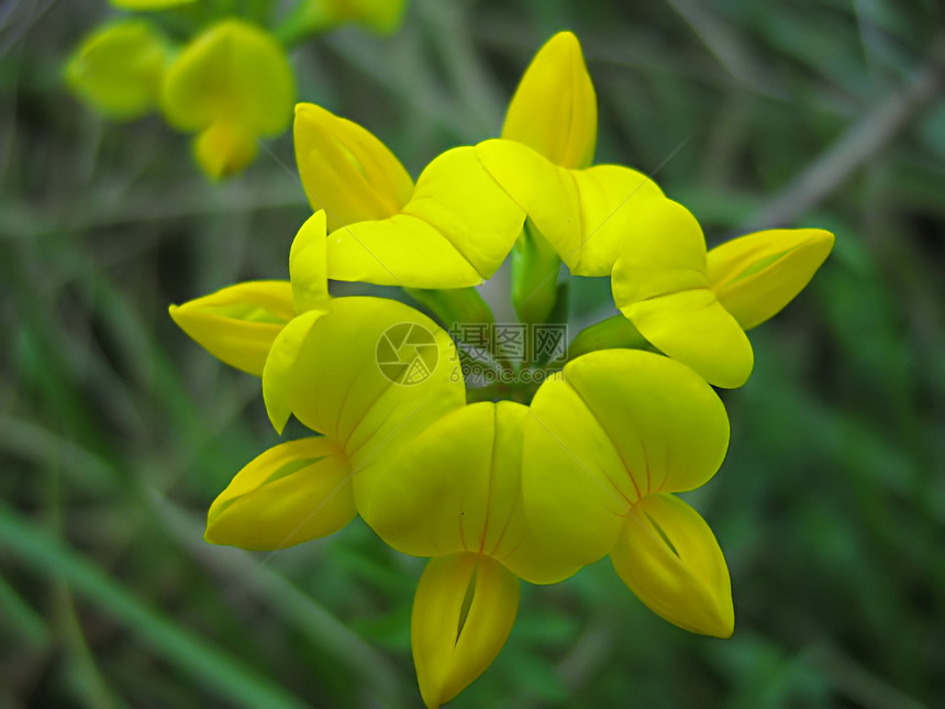 黄花季节性园艺绿色植物学花园植物群季节花瓣农村乡村图片