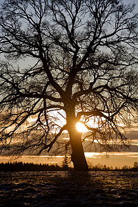 背光树太阳蓝色天堂日出天空自由橡木乔木背景图片